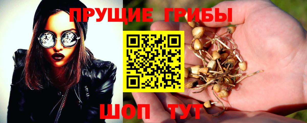 Галлюциногенные грибы Psilocybine cubensis Ртищево
